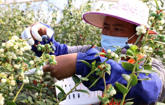必一运动：一杯热销国产蓝莓背后叮咚买菜的“野心”