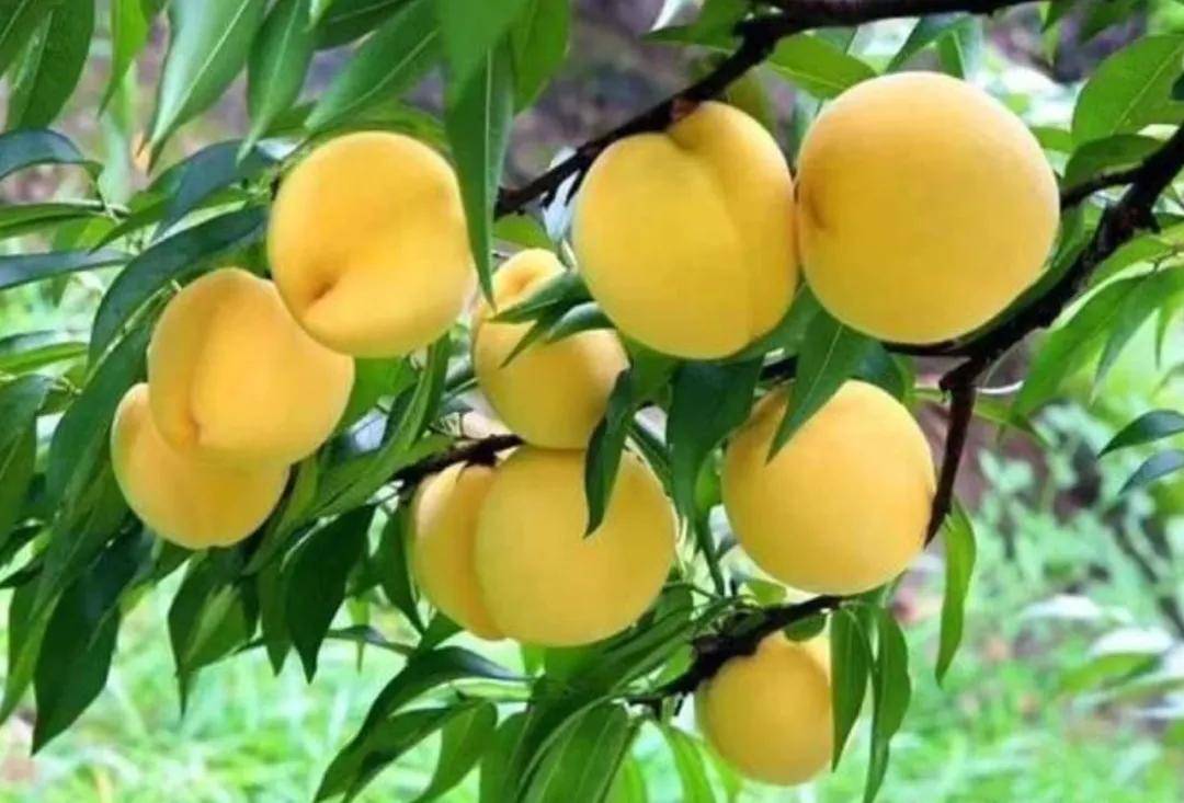 连续两年销量第一背后：芝麻官黄桃罐头的“长期主义”胜利(图5)