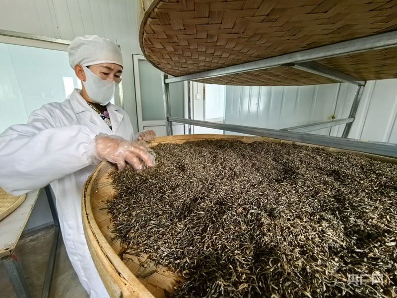 必一智能运动科技：高质量发展看中国丨产业援疆绘就阿合奇“金”果致富图(图6)