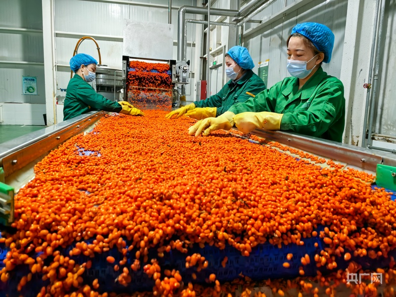 必一智能运动科技：高质量发展看中国丨产业援疆绘就阿合奇“金”果致富图(图10)
