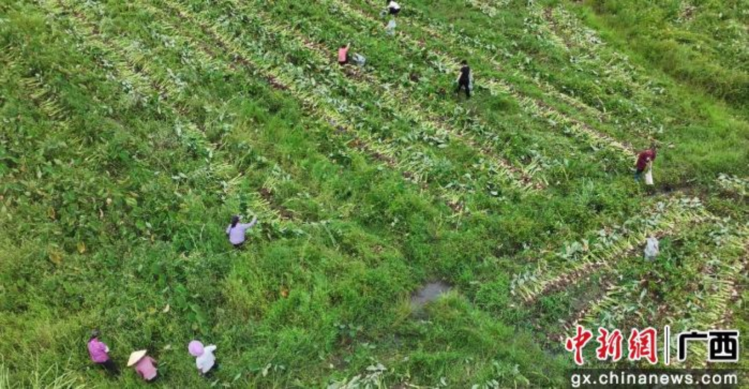 广西荔浦5万亩荔浦芋陆续上市助农增收