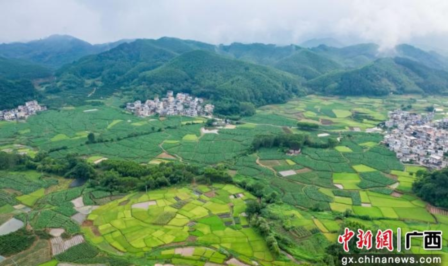 广西荔浦5万亩荔浦芋陆续上市助农增收(图2)