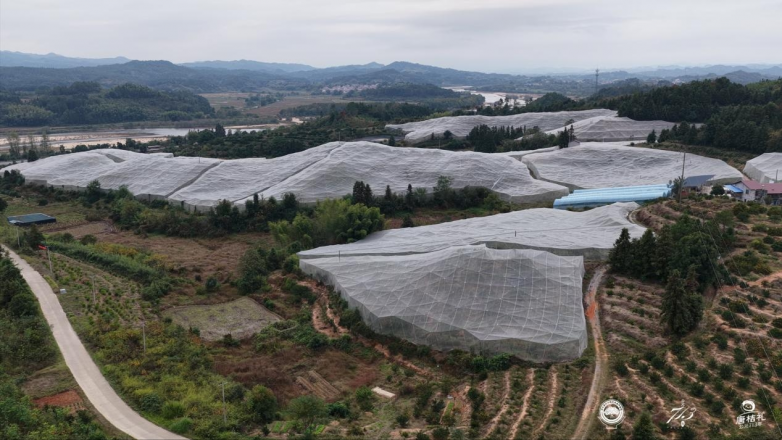 南丰蜜桔打造全产业链协同发展新模式龙头企业引领产业升级(图1)