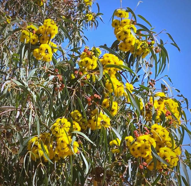 必一运动科技：日本和美国早已禁种中国为何依然大力种植？背后原因不简单(图3)