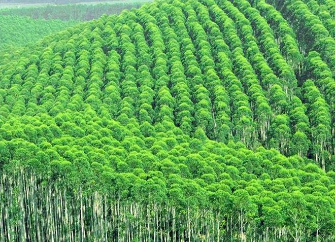 必一运动科技：日本和美国早已禁种中国为何依然大力种植？背后原因不简单(图2)