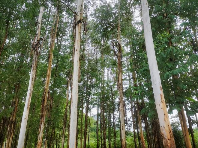 必一运动科技：日本和美国早已禁种中国为何依然大力种植？背后原因不简单(图5)