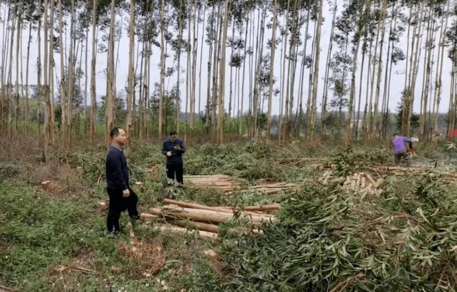 必一运动科技：日本和美国早已禁种中国为何依然大力种植？背后原因不简单(图6)