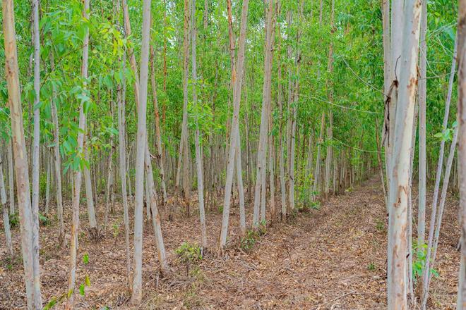 必一运动科技：日本和美国早已禁种中国为何依然大力种植？背后原因不简单(图10)