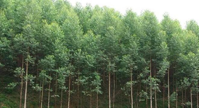 必一运动科技：日本和美国早已禁种中国为何依然大力种植？背后原因不简单(图11)