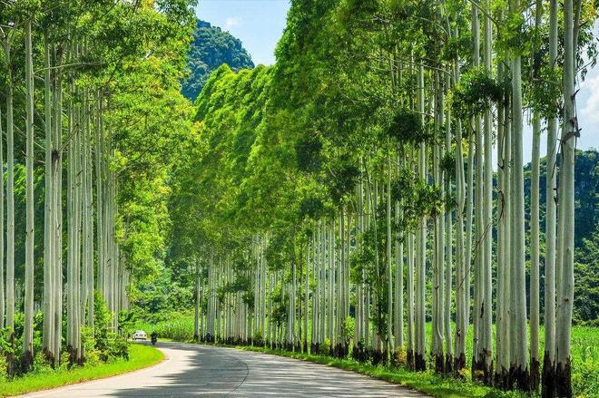 必一运动科技：日本和美国早已禁种中国为何依然大力种植？背后原因不简单(图13)