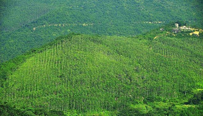 必一运动科技：日本和美国早已禁种中国为何依然大力种植？背后原因不简单(图14)