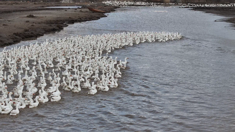 精深加工赋能！“小而美”特色产业破圈生长(图1)