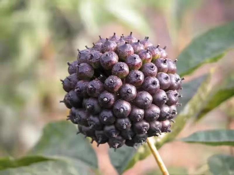 精深加工赋能！“小而美”特色产业破圈生长(图2)