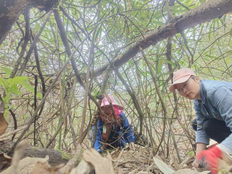 旺苍县：深山好笋“水磨”造原生态山货成市场“香饽饽”(图1)