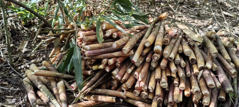 旺苍县：深山好笋“水磨”造原生态山货成市场“香饽饽”(图2)