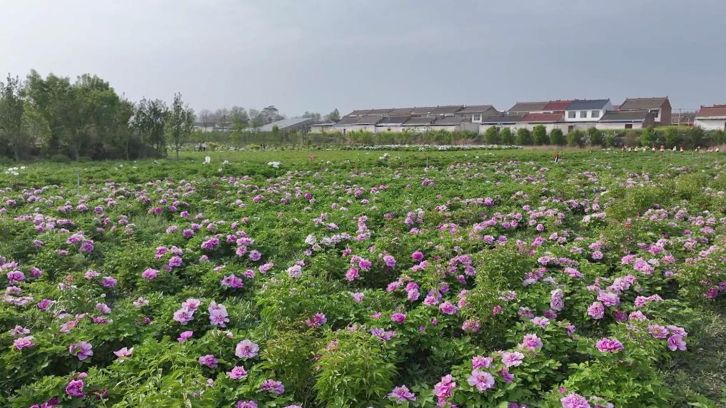 新华视点丨春日焕新景产业促振兴(图4)