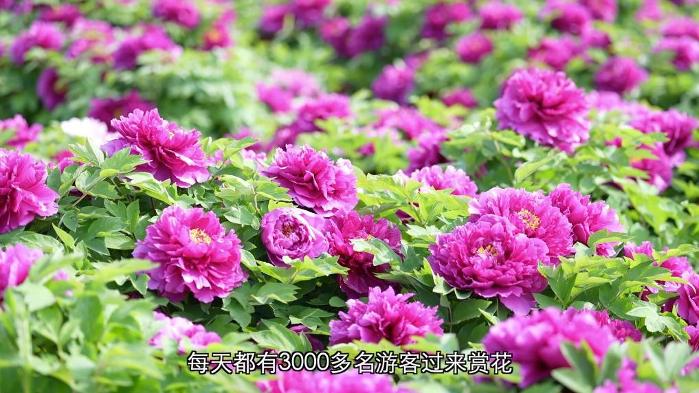 新华视点丨春日焕新景产业促振兴(图5)